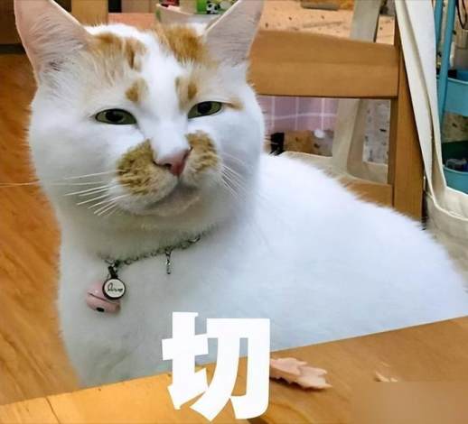 猫咪厌恶的表征