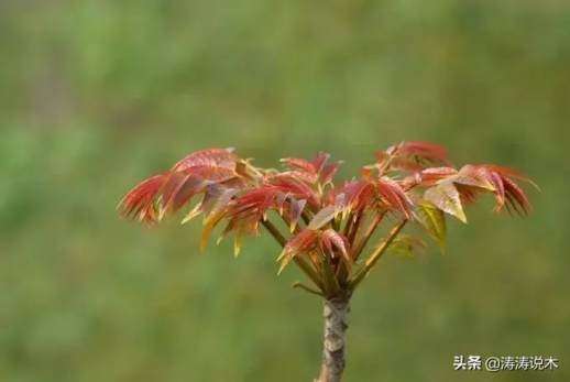 院子种香椿树大凶