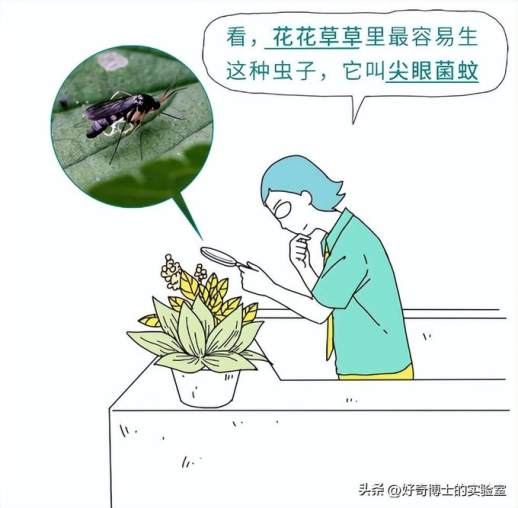 家里常见的虫子