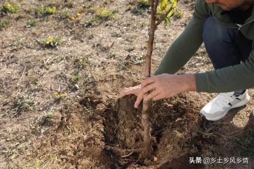 植树步骤