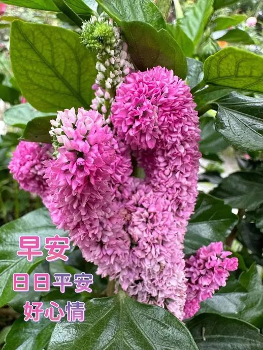 雏菊