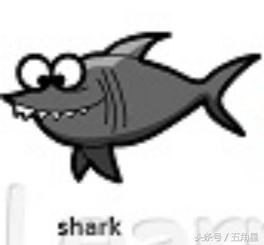 shark