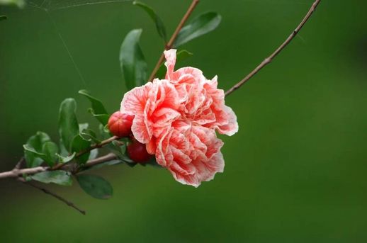 石榴花什么时候开 石榴花几月开