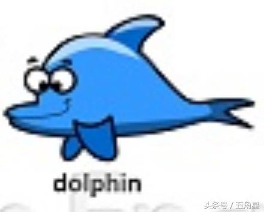 dolphin