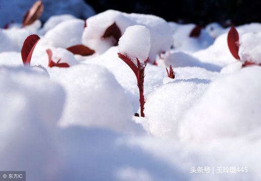 来年枕着馒头睡 枕着馒头睡上一句