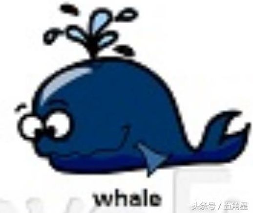 whale