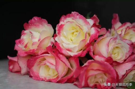 月季花的特点 月季花的介绍以及特点