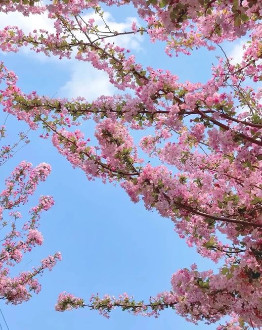 海棠花语 栀子花的花语