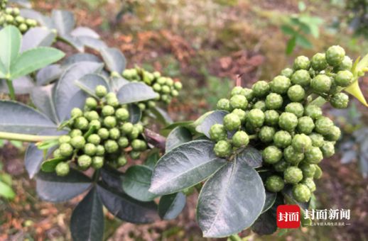 四川花椒产地 四川哪里的花椒最有名