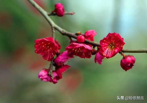 关于植树节的诗(植树节的诗句古诗大全20首)