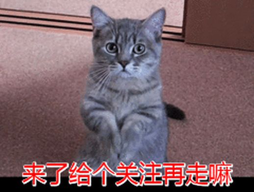 折耳猫结语