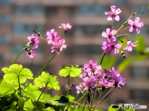 一花一世界 一花一世界下一句