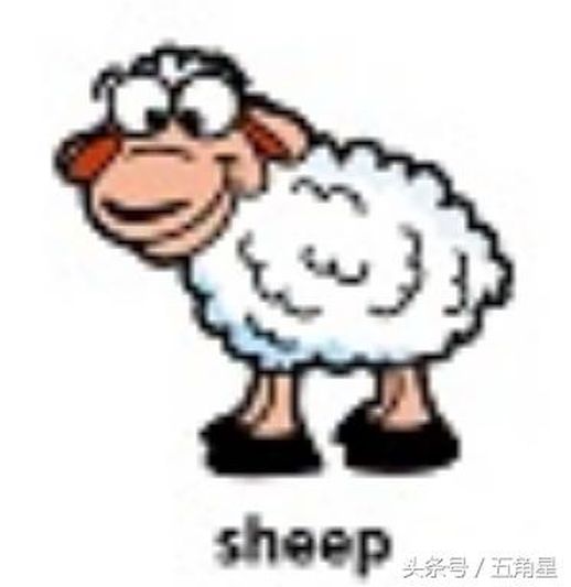 sheep