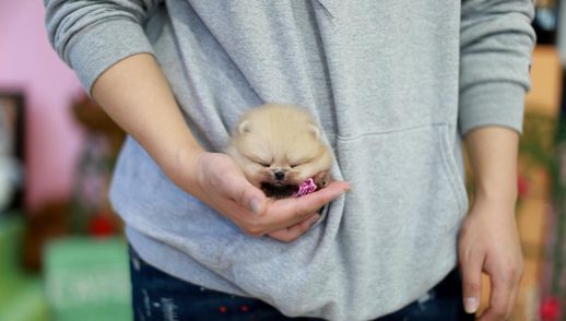 茶杯贵宾犬价格 茶杯犬图片多少钱一只