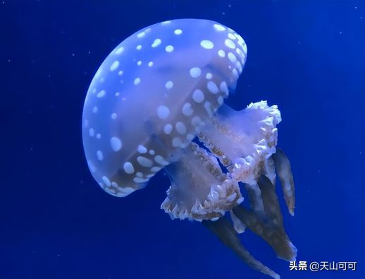 海蜇是水母吗 海蜇可以吃吗