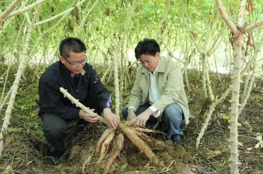 木薯种植