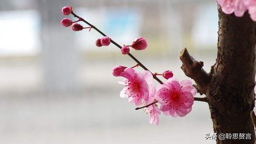 关于植树节的诗(植树节的诗句古诗大全20首)