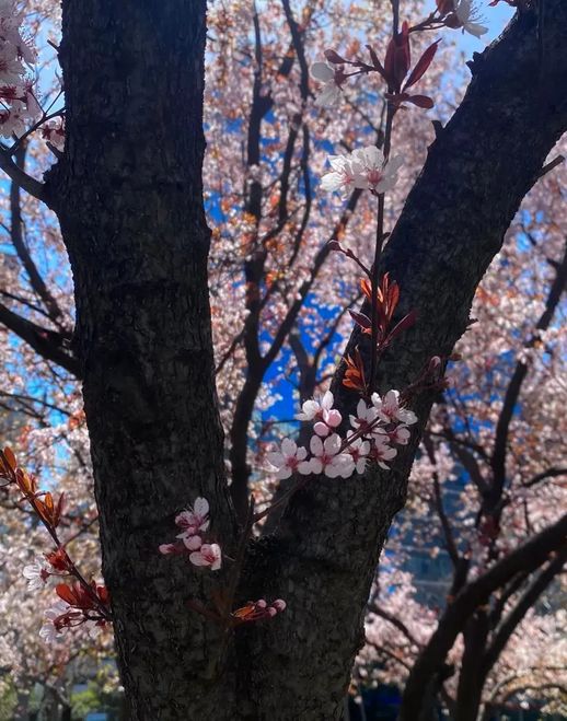 海棠花语 栀子花的花语