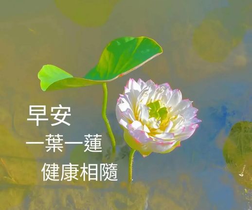 金盏花