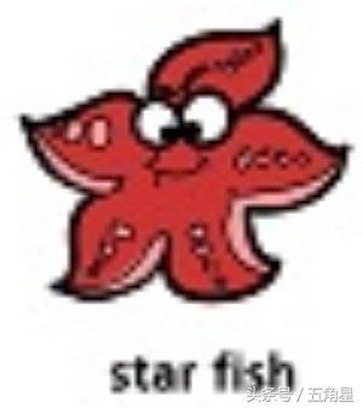 starfish