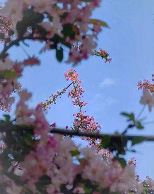 海棠花语 栀子花的花语