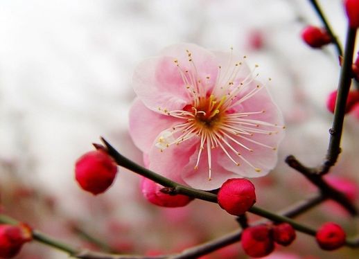 昙花的寓意是什么(昙花的风水作用)