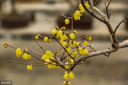 梅花叶子图片：夏季养护