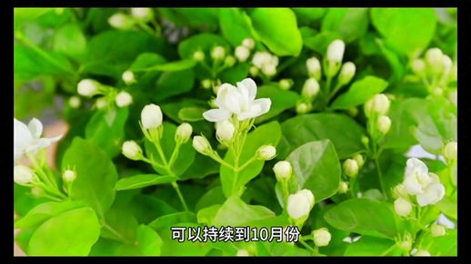 盛放的茉莉花