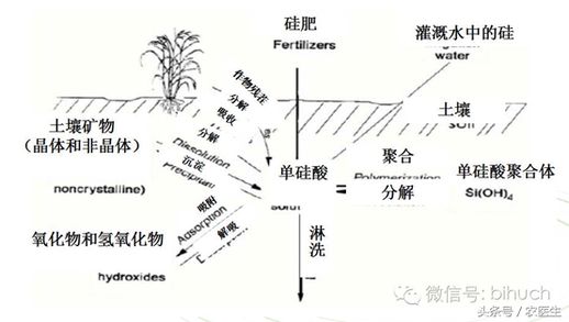 硅元素(二氧化硅的作用)