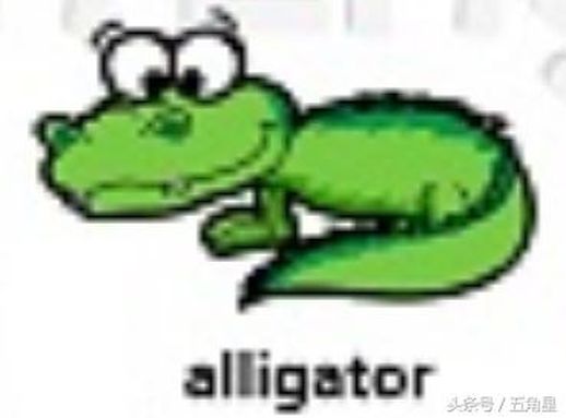 alligator