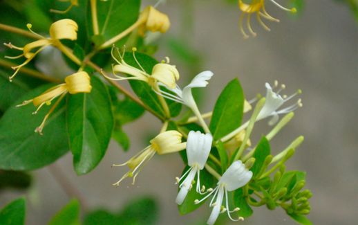 金银花的花朵为什么会变色 金银花变黑了还能喝吗