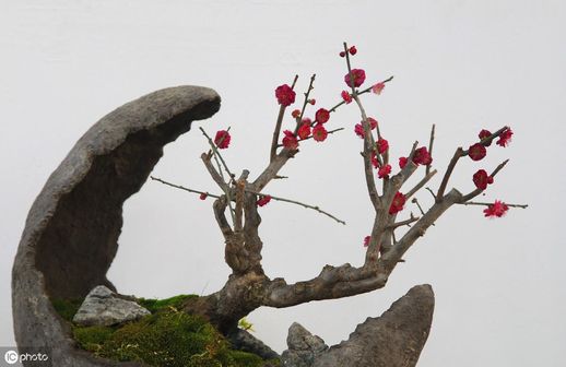 梅花叶子图片(梅花长什么样子图片)