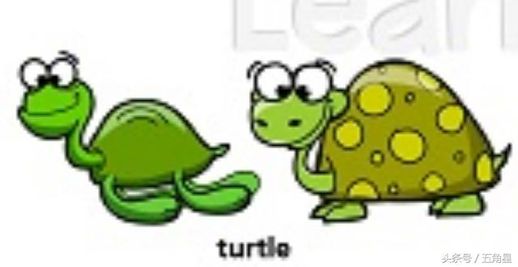 turtle