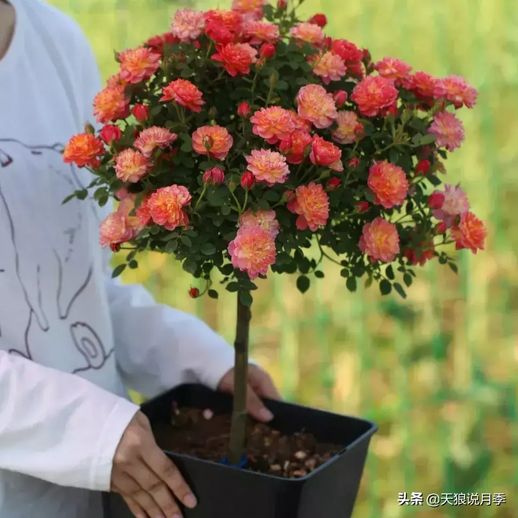 月季花与众不同之处 月季花介绍及其特点