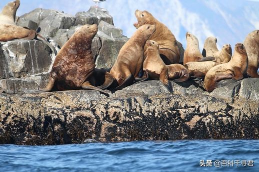 海豹是哺乳动物吗 海豹是什么类动物