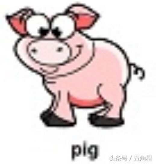 pig