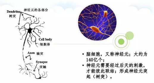 如何变聪明(30种大脑训练方法)