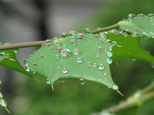 自在飞花轻似梦无边丝雨细如愁 秦观自在飞花轻似梦无边丝雨细如愁