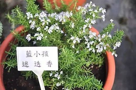 迷迭香的花语 关于金钱和财富的花