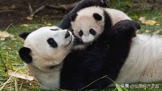 大熊猫的生活习性