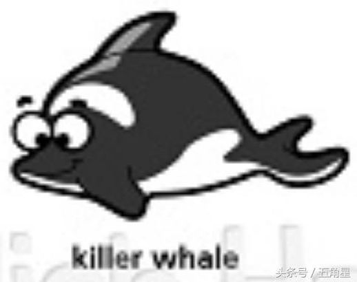 killer whale