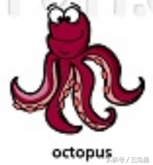 octopus