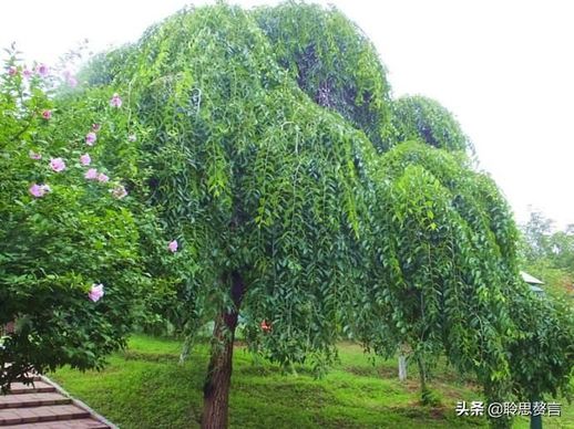 关于植树节的诗(植树节的诗句古诗大全20首)