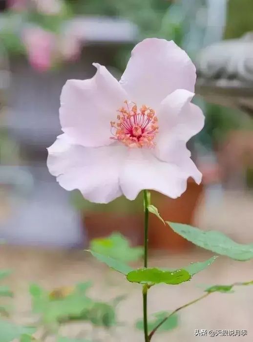 月季花与众不同之处 月季花介绍及其特点