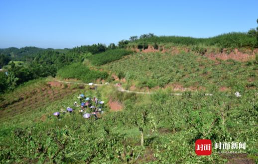 四川花椒产地 四川哪里的花椒最有名