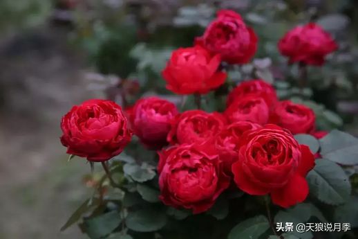 月季花的特点 月季花的介绍以及特点