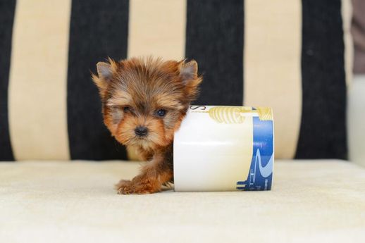 茶杯贵宾犬价格 茶杯犬图片多少钱一只