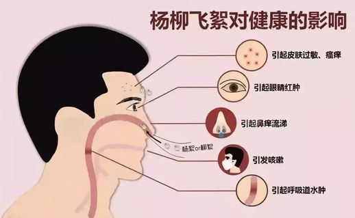 柳絮是什么 柳絮的好处和坏处