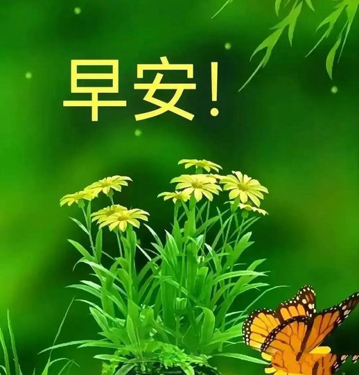 象征友谊的花语