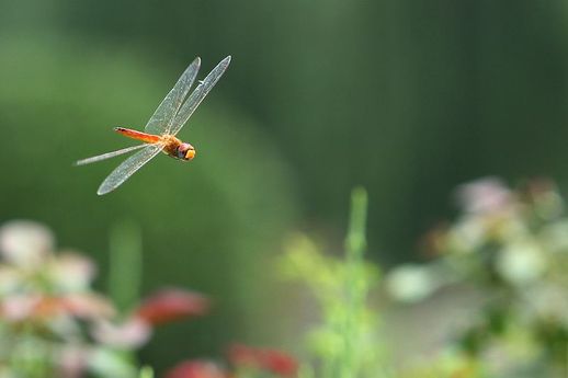 蜻蜓的特点 蜻蜓的特点和生活特征